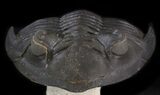 Flying Hollardops Trilobite - Great Eyes #39797-5